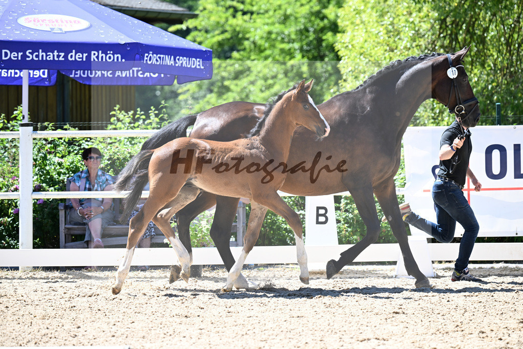 Kat-Nr. 17 Estobar NRW x Belissimo M_HF_Rahmann_20250883 | hf-fotografie - Realizzato con Pictrs.com