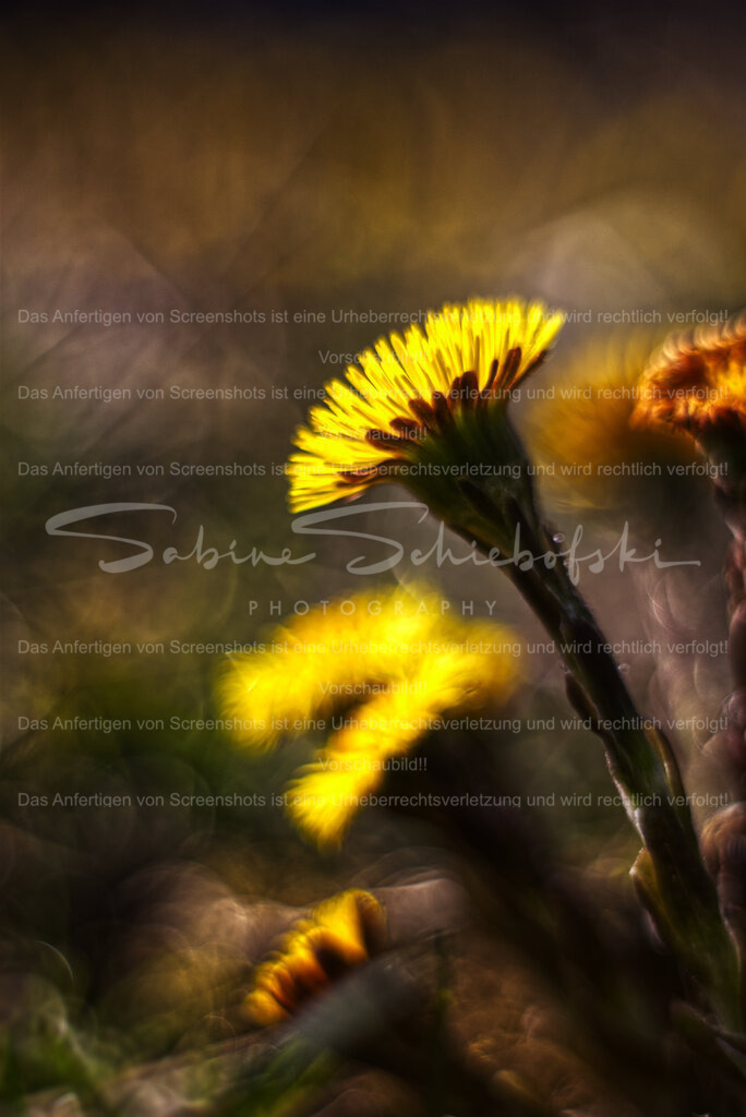 Wandbild Huflattich | Eine detailreiche, gelbe Huflattichblüte vor braunem Hintergrund - Realisiert mit Pictrs.com