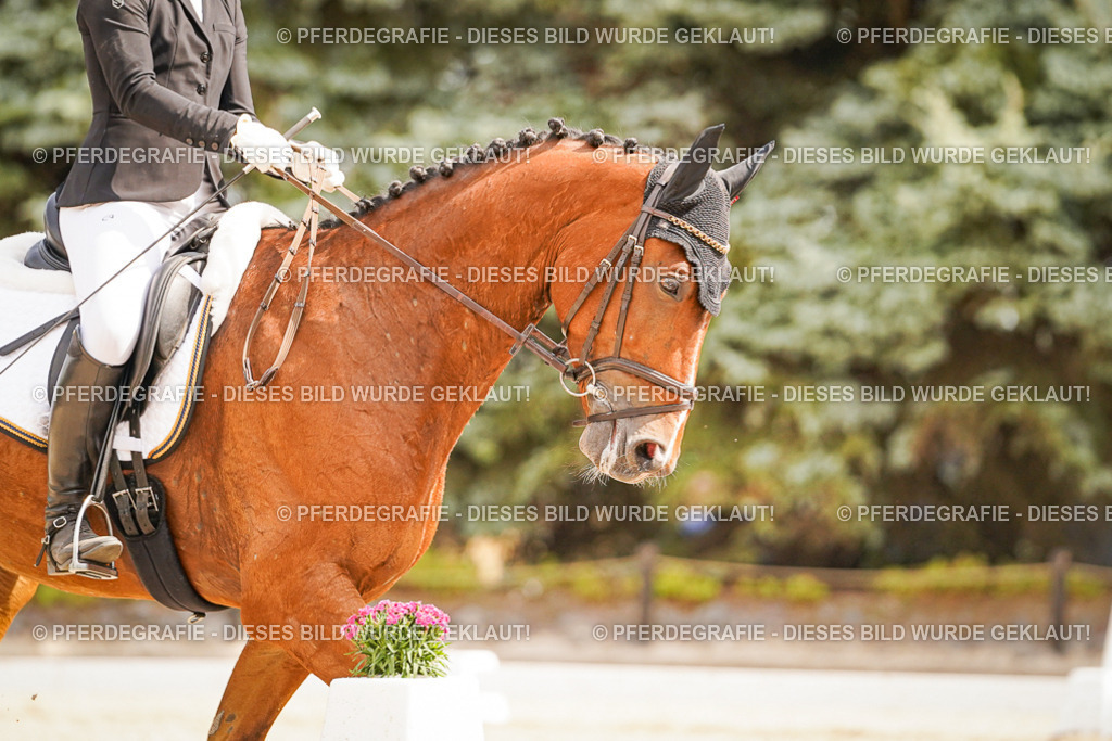 DSC01625 | Pferdegrafie