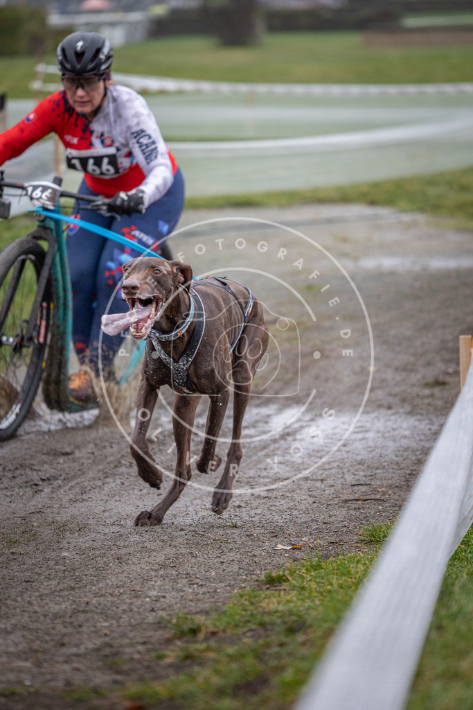 CaniXpix_0L8A0787 | Hundefotografie, Tierfotograf, Pfotenfotografie, Fotoshooting Hund, Hunde Portrait, Hundesport, Hundeportraits, Heideshooting, Hunde, Sportfotograf, Hundefotograf, Turnierhundsport, THS,  - Realisiert mit Pictrs.com