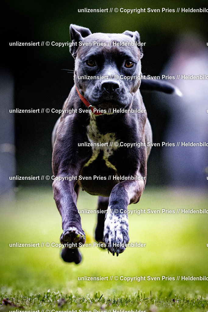 Sven Pries | 2025-10-03 - Hunderennen Obergrombach - Realisiert mit Pictrs.com