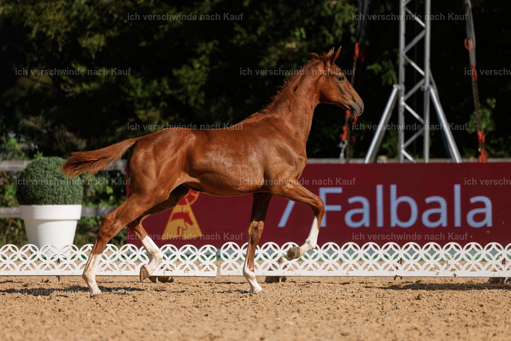 _AM19157 | working equitationturnier fotograf videograf stoibphotography marixx film working equitation deutschland reitsport turnierfotografie eventfotografie equestrian events