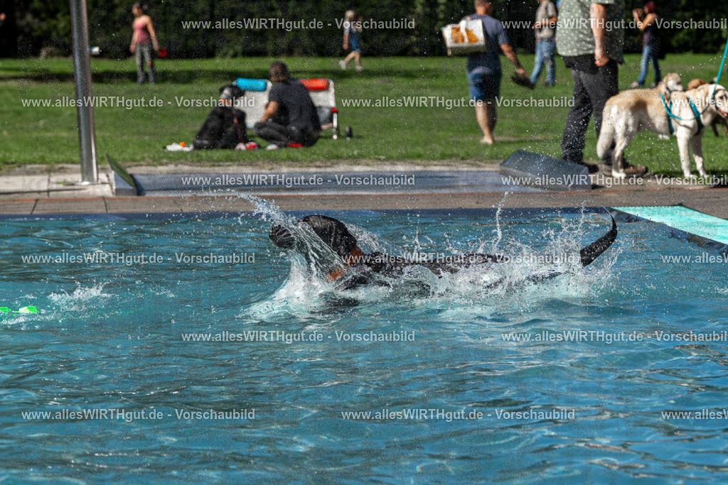 Hundeschwimmen_Volksbad_2026-allesWIRTHgut_Tierfotografie-2609061326-FAY06745 | Professionelle Tierfotografie in Mönchengladbach von Daniel Wirth (allesWIRTHgut). Liebevolle & natürliche Bilder von Hunden & Katzen für unvergessliche Erinnerungen.