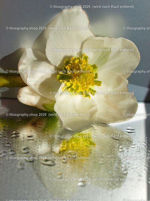 titusgraphy_P2254469-vz-ln | titusgraphy-shop: Geschenkideen mit Qualitätsfotos. titusgraphy-shop: gift ideas with quality photos. titusgraphy-shop: idées cadeaux avec photos de qualité.  - Realisiert mit Pictrs.com