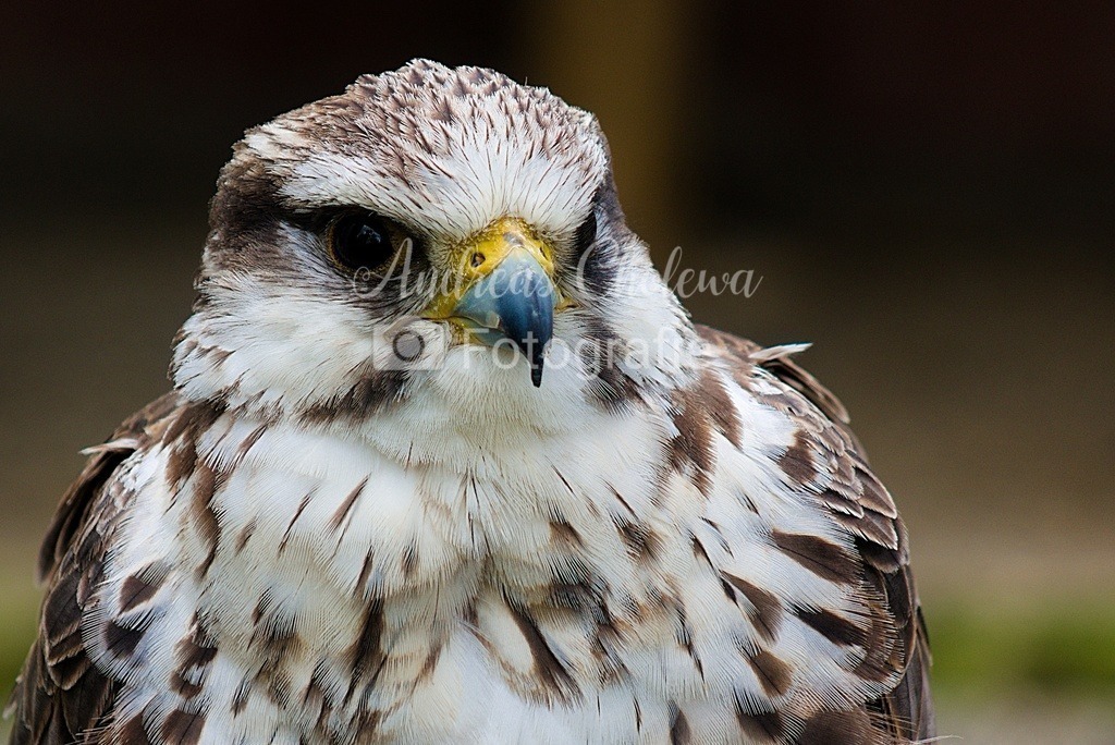 Mäusebussard | Der Onlineshop für malerische Fotografien aus dem Landkreis Vechta✅ Premium Druck auf Leinwand✅ Acryl✅ oder Alu-Dibond✅➤Jetzt Bestellen! - Realisiert mit Pictrs.com