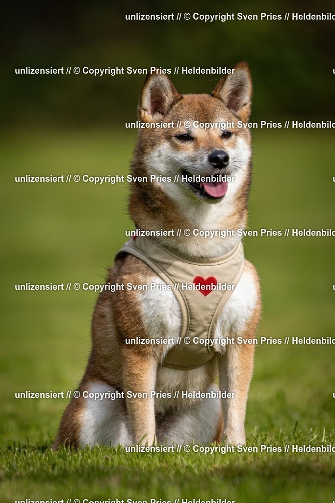 Sven Pries | 2024-09-22 - Hunderennen Baden-BadenPudelverein - Realisiert mit Pictrs.com