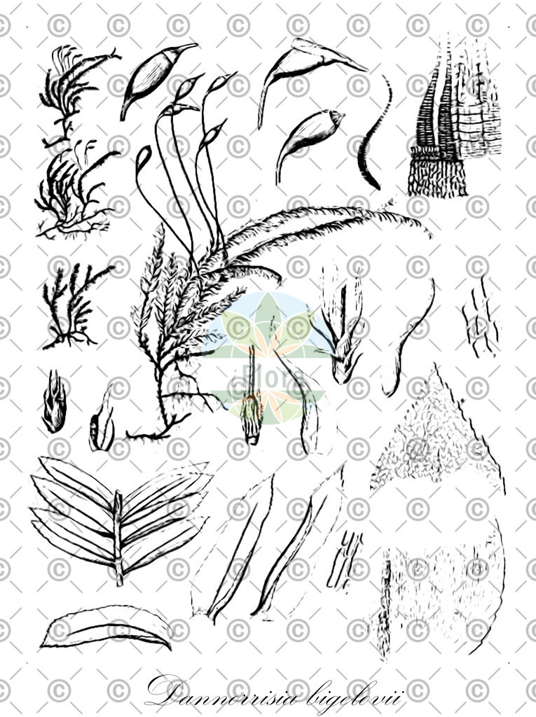 HistAbb_wfo-0000862242_1_ENZY_Simple | Historische Abbildung von Dannorrisia bigelovii - Neckeraceae | Historical Illustration of Dannorrisia bigelovii - Neckeraceae