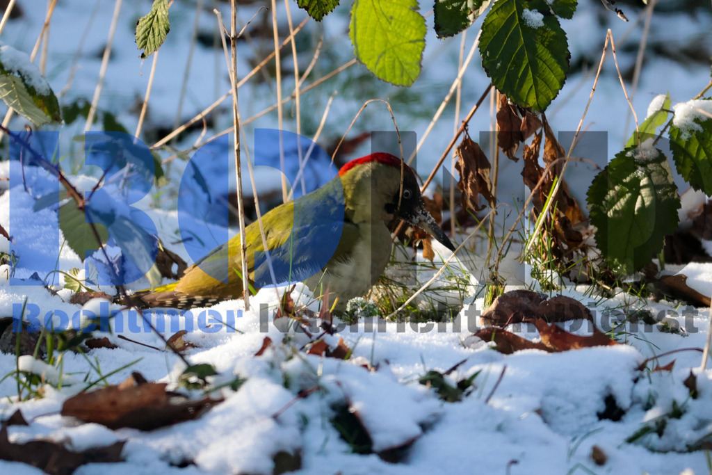 Gruener Specht {date} -  | {headline}



(Foto: Sebastian Sendlak / BOND)

 - Realisiert mit Pictrs.com