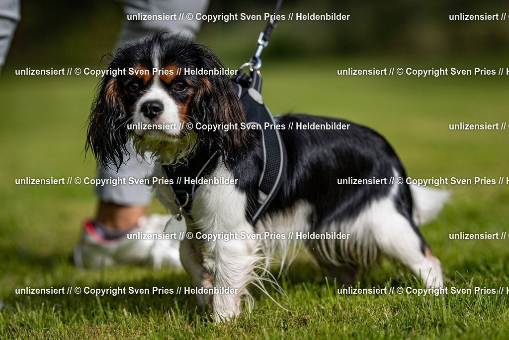 Sven Pries | 2024-09-22 - Hunderennen Baden-BadenPudelverein - Realisiert mit Pictrs.com