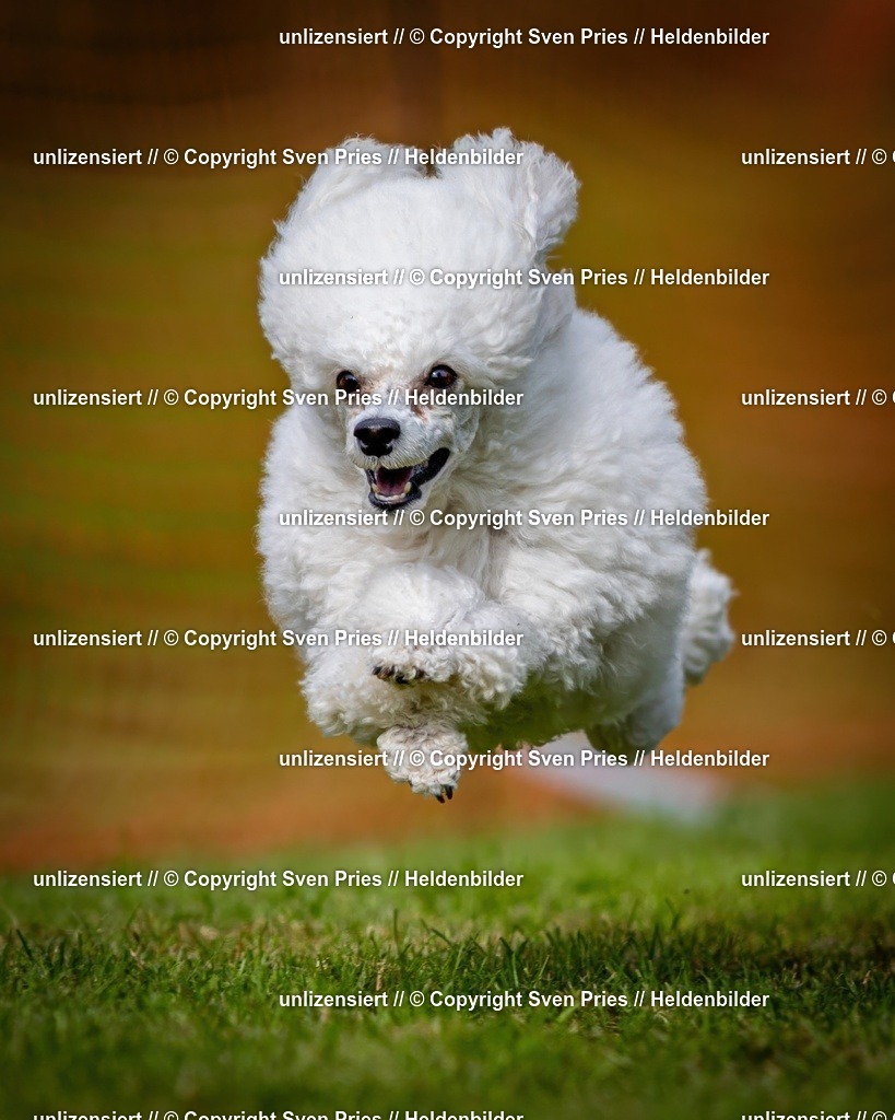 Sven Pries | 2024-09-22 - Hunderennen Baden-BadenPudelverein - Realisiert mit Pictrs.com