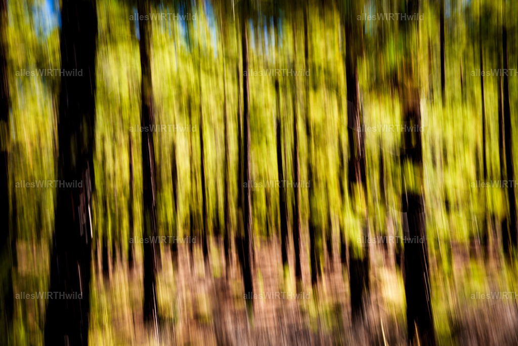allesWIRTHgut Tierfotografie - allesWIRTHgut.de - 7IV00202 | Entdecke die faszinierende Welt der Natur- und Wildlife-Fotografie von Daniel und Bärbel. Inspirierende Bilder von wilden Tieren und kleinen Naturwundern.