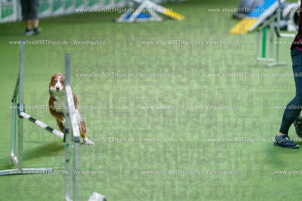 @allesWIRTHgut_Tierfotografie - www.allesWIRTHgut.de - 2604250811-7R505652 | Professionelle Tierfotografie in Mönchengladbach von Daniel Wirth (allesWIRTHgut). Liebevolle & natürliche Bilder von Hunden & Katzen für unvergessliche Erinnerungen.