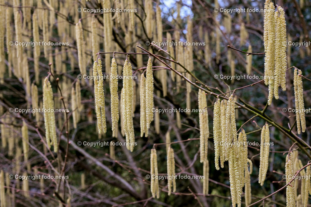 Fruehling_ Pollen_ 20.02.2024-15 | 20.02.2024, Linz, AUT, Fruehling, im Bild Graeser, Stauden, Baeume, Pollen, Allergie, Allergiker, Heuschnupfen, Haselnuss, Birke, Pflanze, Pflanzen, Flora, Natur