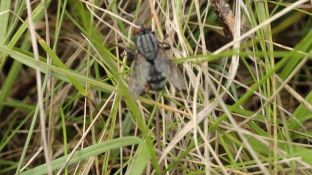 bremse-im-gras | Verkauf von Fotos und  Videoclips zumThema Natur.Motive sind Pflanzen, Tiere, Landschaftenund Wetter - Realisiert mit Pictrs.com