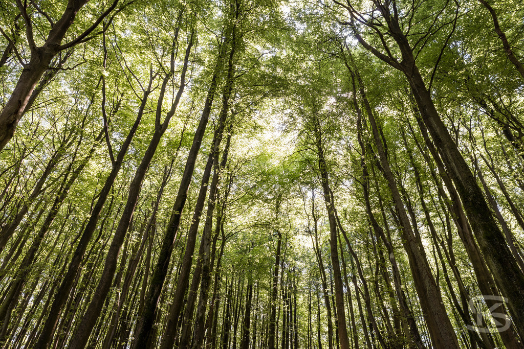 Buchenwald im Nationalpark Jasmund – Rügen Naturfotografie | Majestätischer Buchenwald im Nationalpark Jasmund auf Rügen. Sonnenlicht durchflutet das dichte Kronendach der alten Buchen. UNESCO-Weltnaturerbe. Naturfotografie Deutschland. - Realisiert mit Pictrs.com