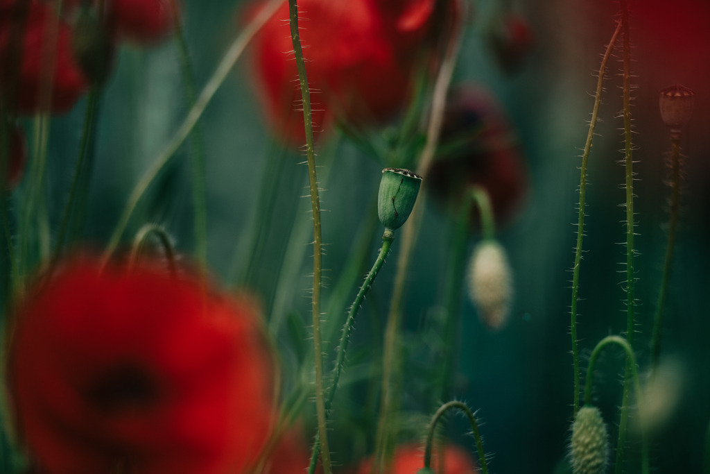 Mohn | Simone Sonderegger Photography