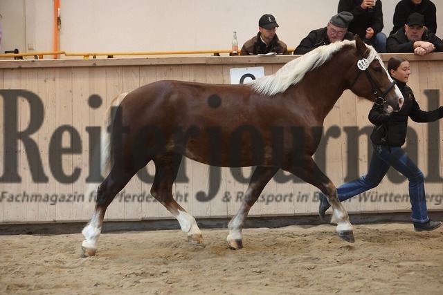 Sankt-Märgen_2026_Schwarzwälder_Stutenprämierung_KN_49_LS Polly (7) | Alle Fotos der Reiterjournal Fotografin Doris Matthaes im Reiterjournal Online-Fotoshop. - Realisiert mit Pictrs.com