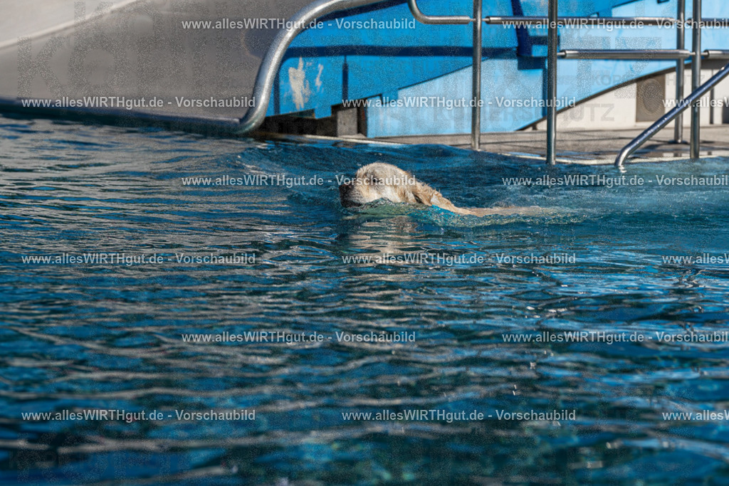 Hundeschwimmen_Volksbad_2026-allesWIRTHgut_Tierfotografie-2609061118-FAY06195 | Professionelle Tierfotografie in Mönchengladbach von Daniel Wirth (allesWIRTHgut). Liebevolle & natürliche Bilder von Hunden & Katzen für unvergessliche Erinnerungen.