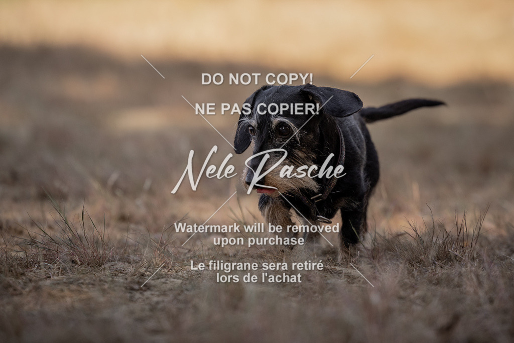 nelerasche_soDD2_05 | nelerasche