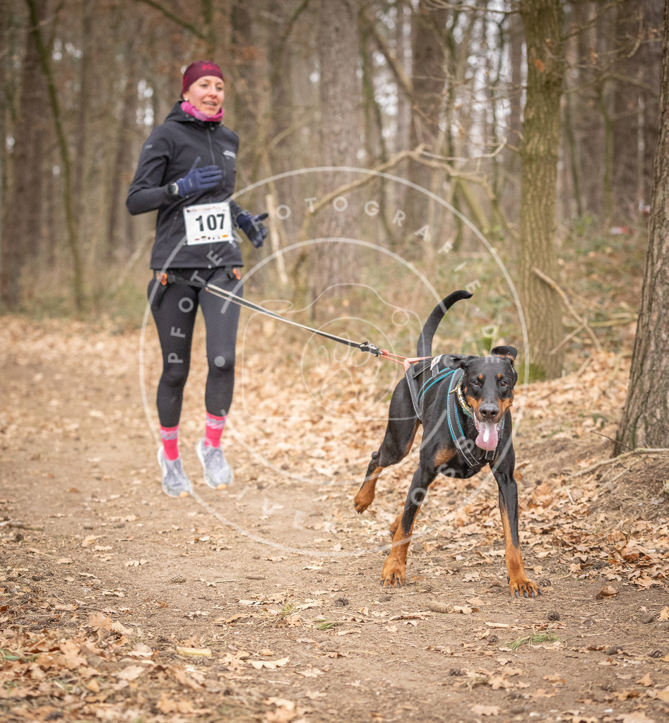 Pfotenfotografie_DV3A7654 | Hundefotografie, Tierfotograf, Pfotenfotografie, Fotoshooting Hund, Hunde Portrait, Hundesport, Hundeportraits, Heideshooting, Hunde, Sportfotograf, Hundefotograf, Turnierhundsport, THS,  - Realisiert mit Pictrs.com