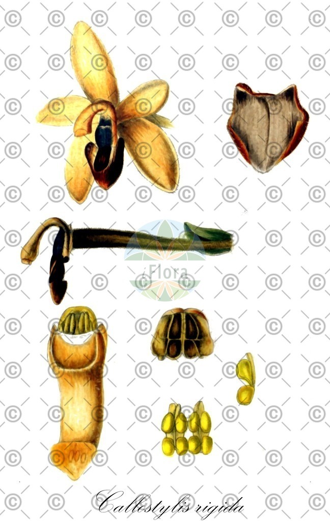 HistAbb_EMP_19587_SRC_Schlechtendal_FLORAD_SIMPLE | Historische Abbildung von Callostylis rigida - Orchidaceae | Historical Illustration of Callostylis rigida - Orchidaceae
