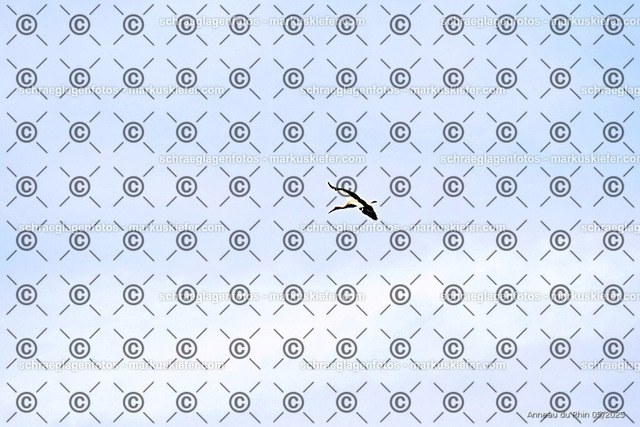 25bt02-0336 | markuskiefer.com - Realisiert mit Pictrs.com
