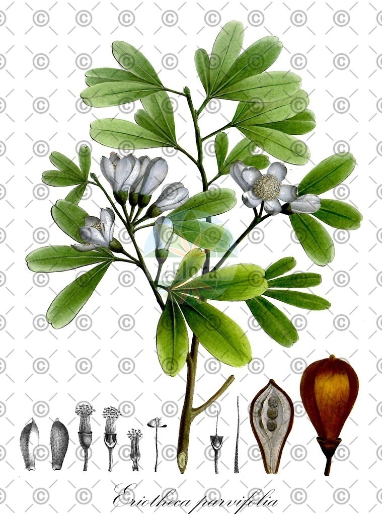 HistAbb_wfo-0000676209_1_ENZY_Simple | Historische Abbildung von Eriotheca parvifolia - Malvaceae | Historical Illustration of Eriotheca parvifolia - Malvaceae