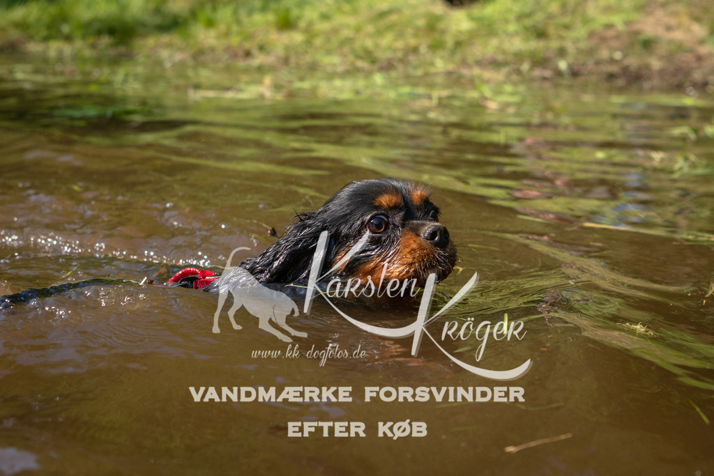 1651DKK991333 | kk-dogfotos
