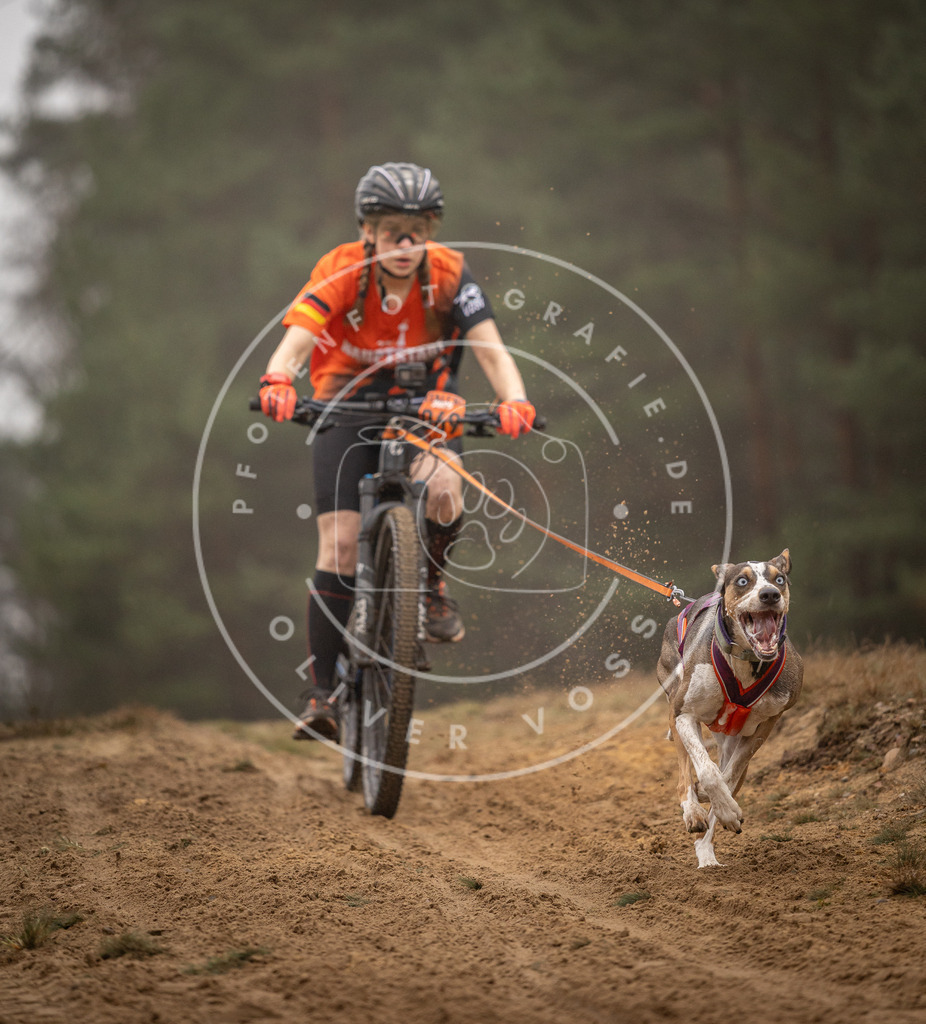 Pfotenfotografie_DV3A2548 | Hundefotografie, Tierfotograf, Pfotenfotografie, Fotoshooting Hund, Hunde Portrait, Hundesport, Hundeportraits, Heideshooting, Hunde, Sportfotograf, Hundefotograf, Turnierhundsport, THS,  - Realisiert mit Pictrs.com