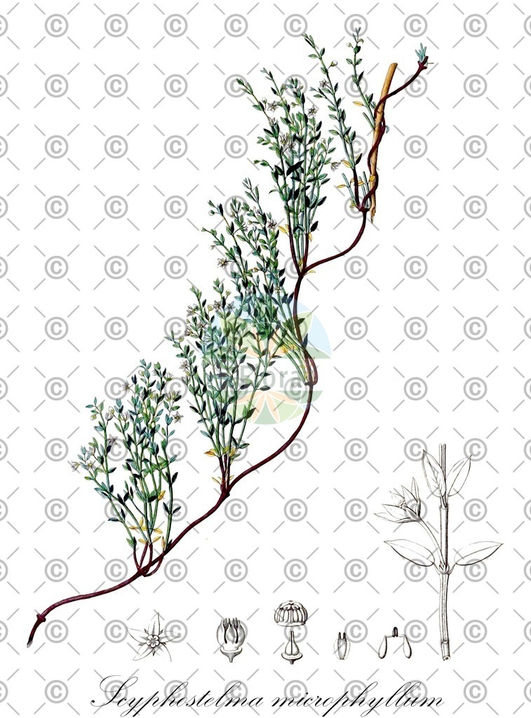 HistAbb_63SZQ_1_ENZY_Simple | Historische Abbildung von Scyphostelma microphyllum - Apocynaceae | Historical Illustration of Scyphostelma microphyllum - Apocynaceae