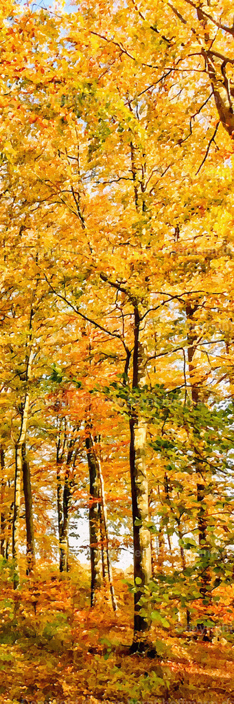 PDM2_4239_Herbstwald_60x180 | DIGITALKUNST. Herbstwald. __ Die Farben der Natur im Herbst. Laubbäume im Wald. Formatvariation = schmales Hochformat. Seitenverhältnis = 1 zu 3 - Realisiert mit Pictrs.com