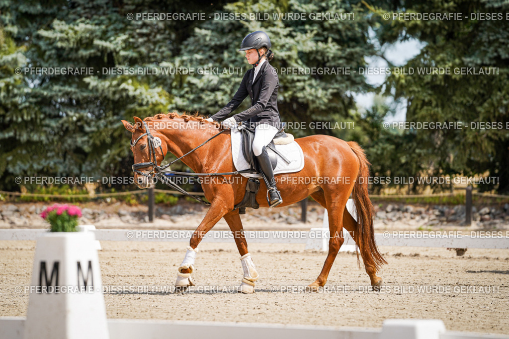 DSC02441 | Pferdegrafie