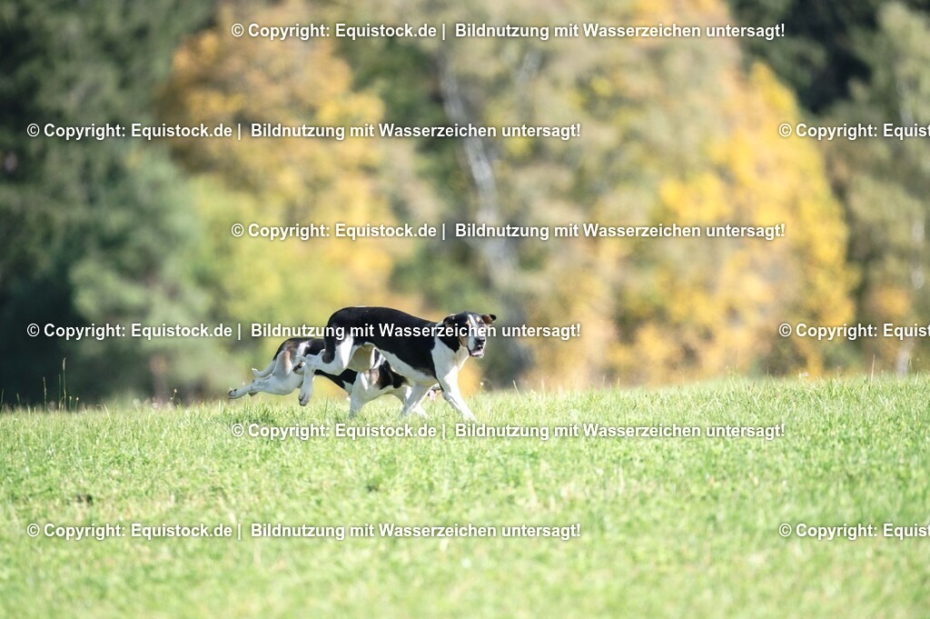 20251011_Jagd-Marbach_0380 | Foto: Thomas Hartig