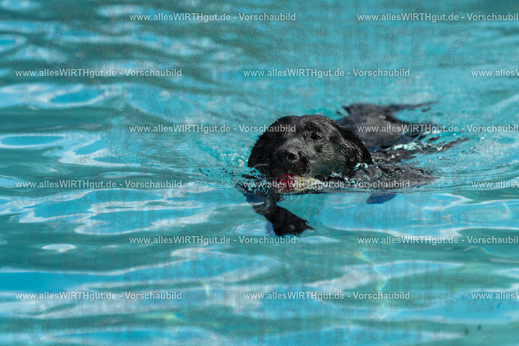 Hundeschwimmen_Volksbad_2026-allesWIRTHgut_Tierfotografie-2609061515-7R501342 | Professionelle Tierfotografie in Mönchengladbach von Daniel Wirth (allesWIRTHgut). Liebevolle & natürliche Bilder von Hunden & Katzen für unvergessliche Erinnerungen.