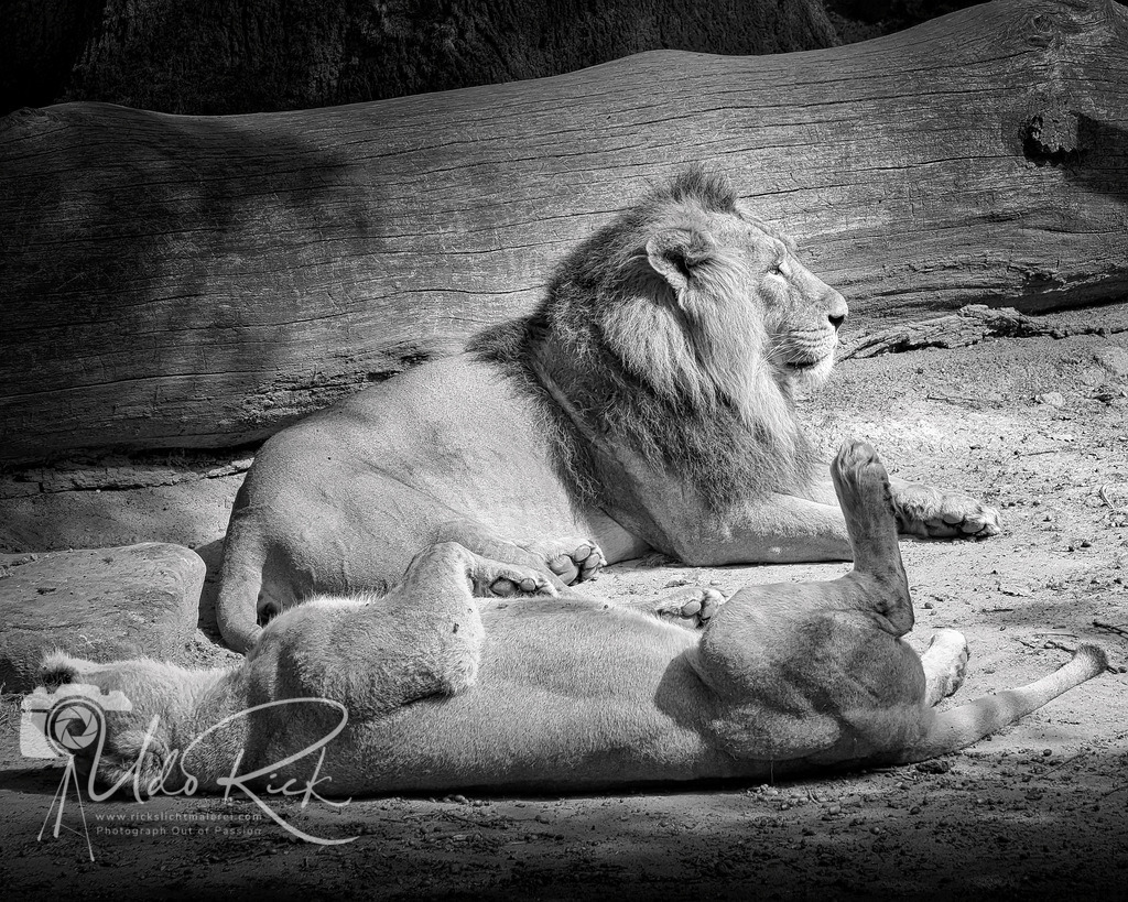 Leo16 | Entdecken Sie Fotografie aus Leidenschaft: Auftragsfotografie, HD-Fotos, Geschenkartikel aus Ihren Bildern und vieles mehr. Beauftragen Sie uns für besondere Momente!