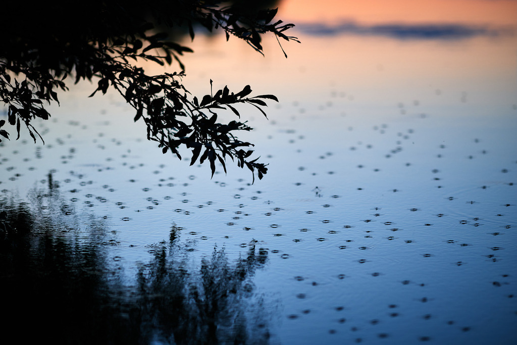 Rauchwarter Seelandschaft mit Wasserläufer | Rauchwart, Austria - August 06, 2021: Rauchwarter Seelandschaft mit Wasserläufer. - Realisiert mit Pictrs.com