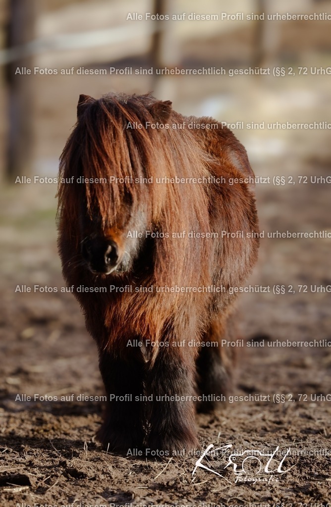 Photo_1736622549161 | krollfotografie - Realisiert mit Pictrs.com