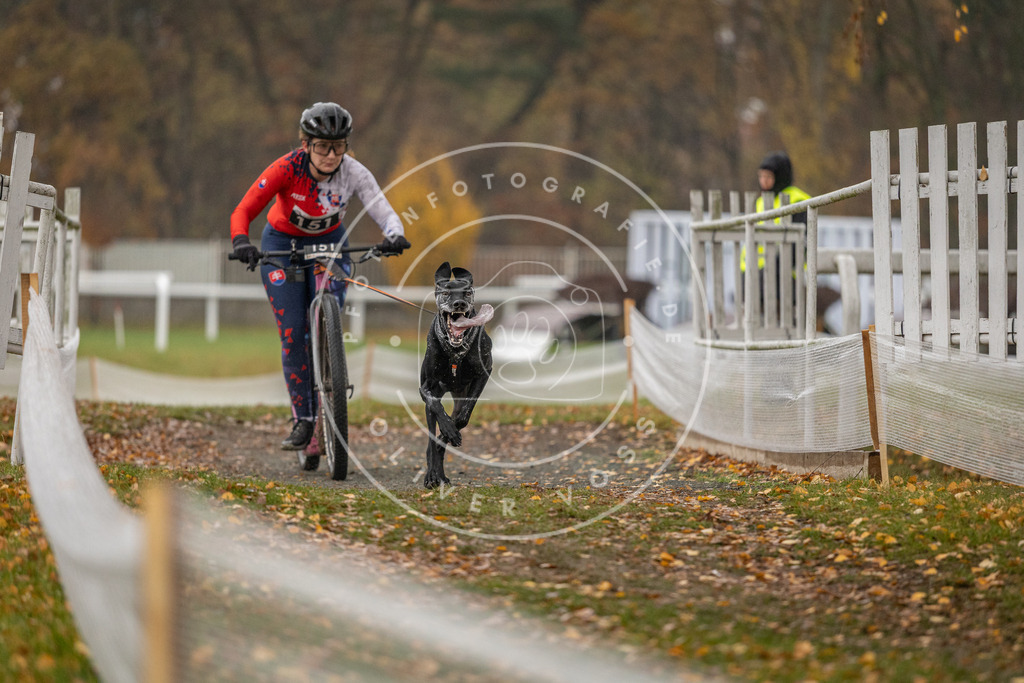 CaniXpix_DV3A7826 | Hundefotografie, Tierfotograf, Pfotenfotografie, Fotoshooting Hund, Hunde Portrait, Hundesport, Hundeportraits, Heideshooting, Hunde, Sportfotograf, Hundefotograf, Turnierhundsport, THS,  - Realisiert mit Pictrs.com