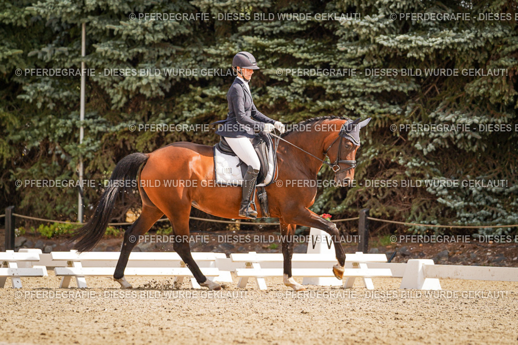 DSC01177 | Pferdegrafie