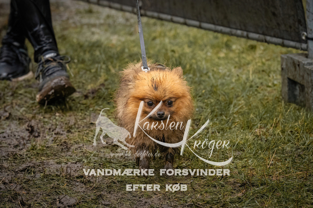 1248_ZZ90566 | kk-dogfotos