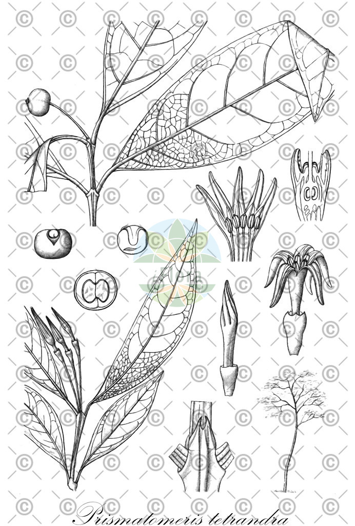 HistAbb_wfo-0000749982_2_ENZY_Simple | Historische Abbildung von Prismatomeris tetrandra - Rubiaceae | Historical Illustration of Prismatomeris tetrandra - Rubiaceae