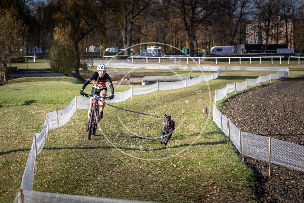 CaniXpix_DV3A4541 | Hundefotografie, Tierfotograf, Pfotenfotografie, Fotoshooting Hund, Hunde Portrait, Hundesport, Hundeportraits, Heideshooting, Hunde, Sportfotograf, Hundefotograf, Turnierhundsport, THS,  - Realisiert mit Pictrs.com