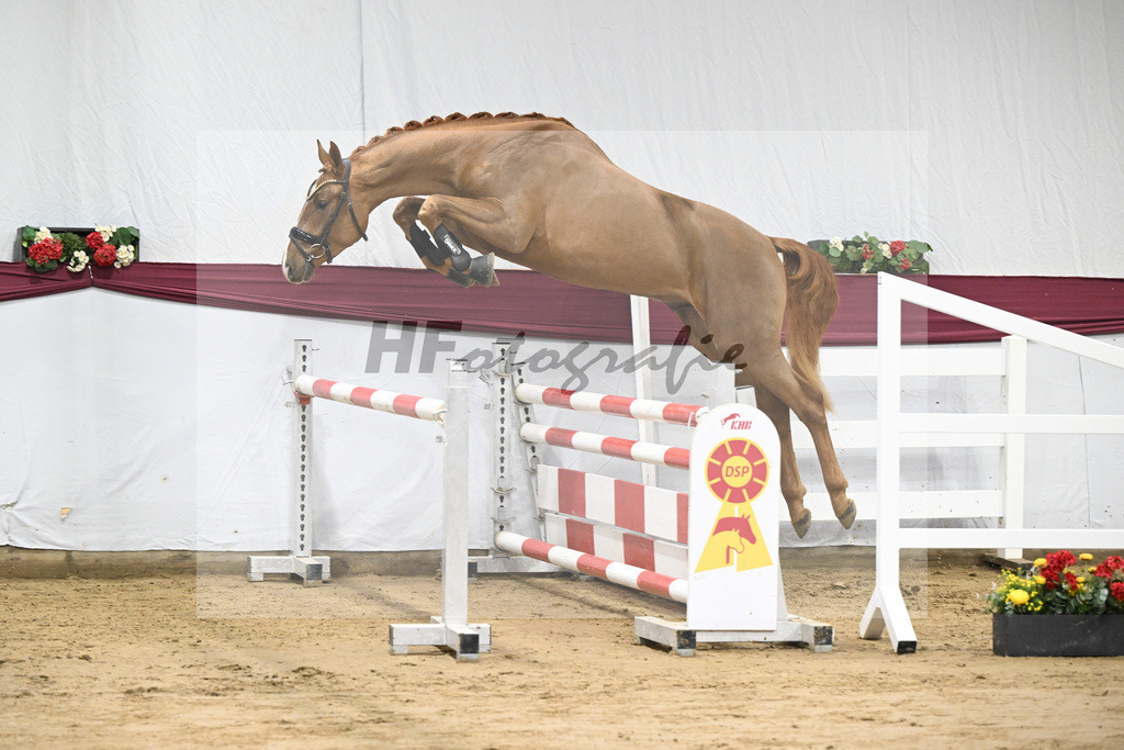 Kat-Nr. 93 Denzel van het Meulenhof - Chacco-Blue_Michael Eichler_47252920 | hf-fotografie - Realisiert mit Pictrs.com