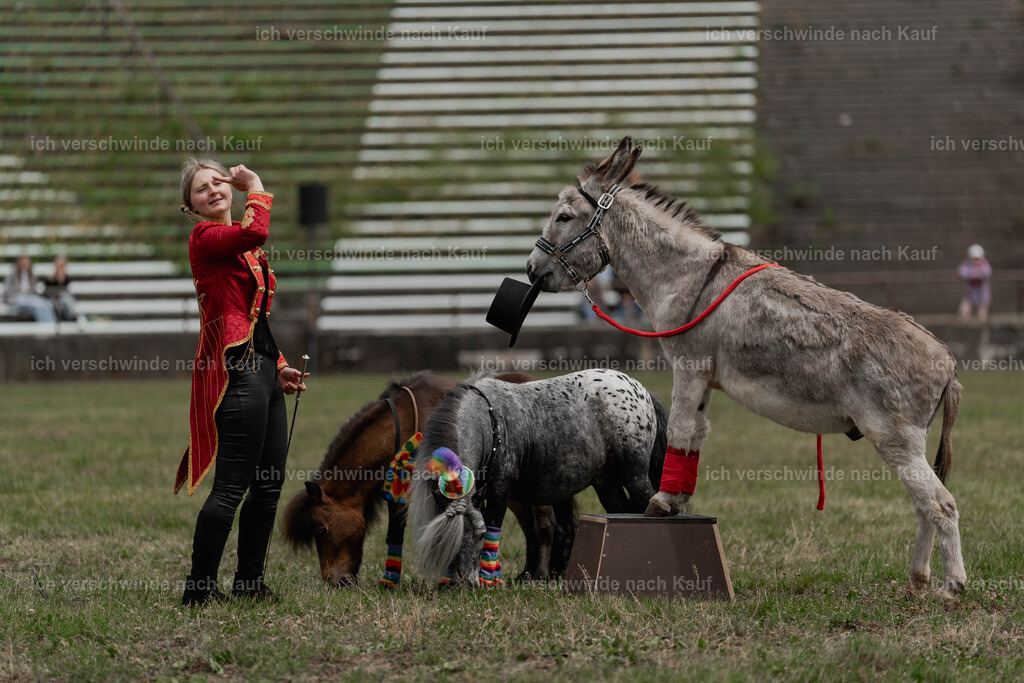 Showprogramm-267 | working equitationturnier fotograf videograf stoibphotography marixx film working equitation deutschland reitsport turnierfotografie eventfotografie equestrian events