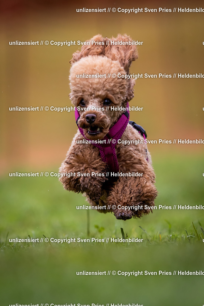 Sven Pries | 2024-04-21 - Hunderennen Baden-Oos
Foto: Sven Pries - Realisiert mit Pictrs.com