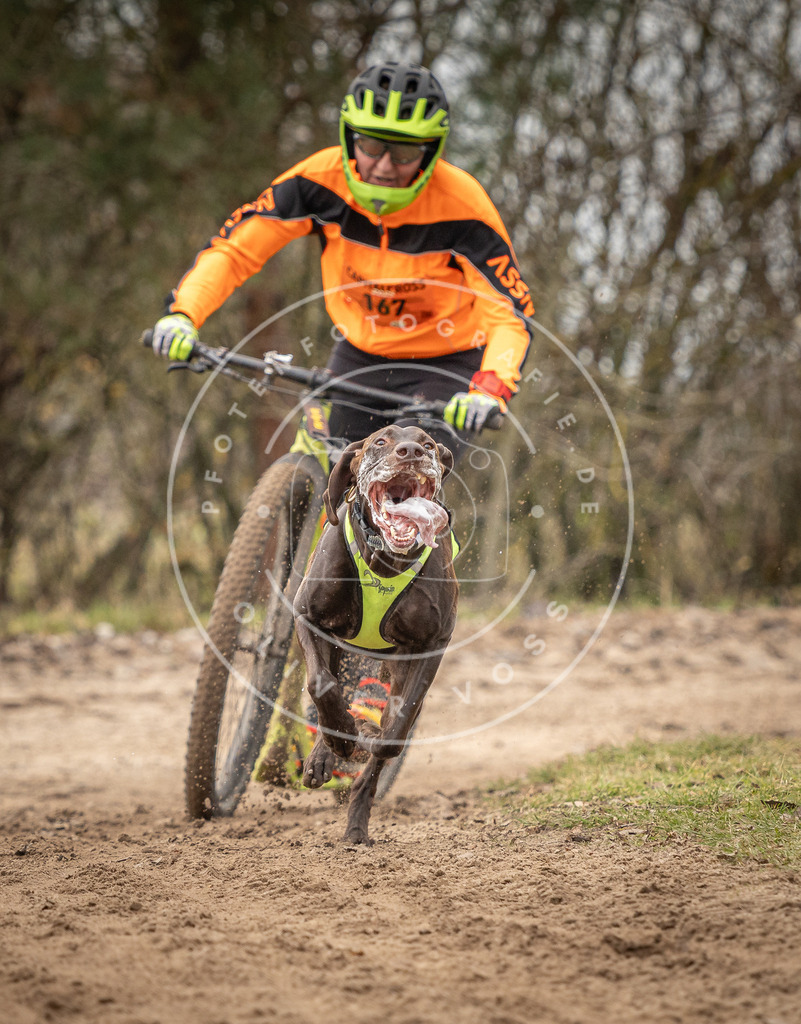 Pfotenfotografie_DV3A9563 | Hundefotografie, Tierfotograf, Pfotenfotografie, Fotoshooting Hund, Hunde Portrait, Hundesport, Hundeportraits, Heideshooting, Hunde, Sportfotograf, Hundefotograf, Turnierhundsport, THS,  - Realisiert mit Pictrs.com