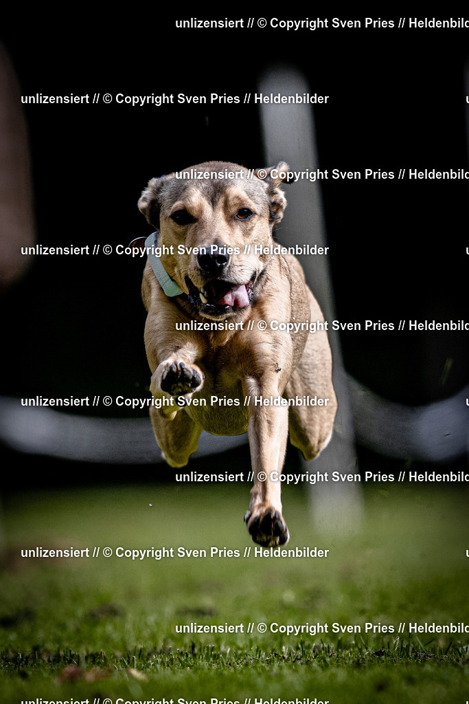 Sven Pries | 2025-10-03 - Hunderennen Obergrombach - Realisiert mit Pictrs.com