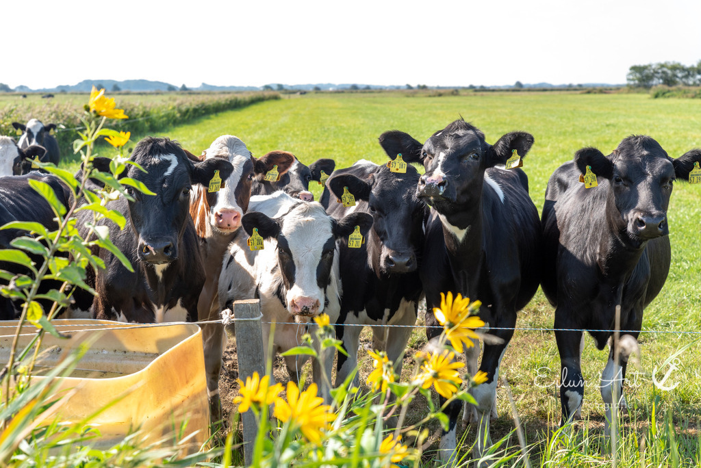 EAF_9403 | Eilun-Art-Fotografie Levke Martens, ihre Fotografin für Immobilien- und Landschaftsfotografie auf Föhr, Föhrer Motive als Poster, Leinwand, hinter Acrylglas oder stelle dir deinen eigenen Monatskalender zusammen, mit nur einem Klick