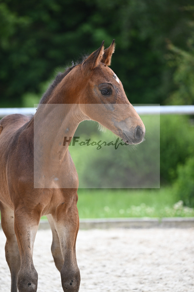 Covalliero x Lone Star_HF_Trukenbrod_20240937 | hf-fotografie - Realisiert mit Pictrs.com
