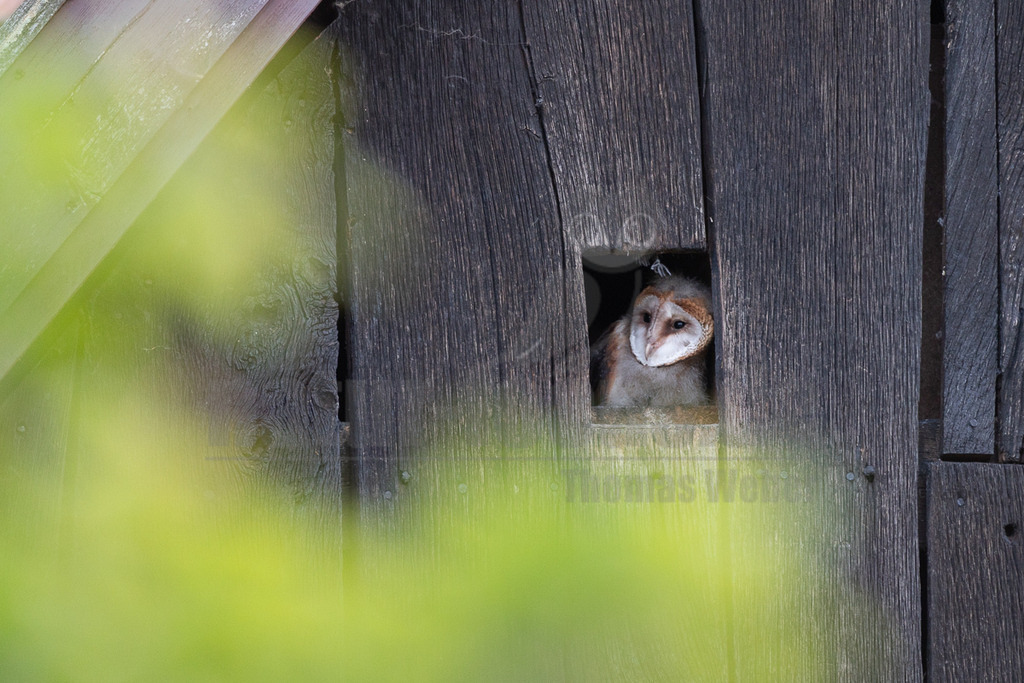 R6M35317_20260530 | Eine junge Schleiereule (Tyto alba) blickt neugierig aus einem rechteckigen Loch in einer alten, dunklen Holzwand. Ihr herzförmiges, helles Gesicht und die dunklen Augen sind deutlich zu erkennen. Der Vordergrund ist unscharf und zeigt grüne Blätter, die einen natürlichen Rahmen bilden und die Eule teilweise verdecken, was den Eindruck erweckt, dass sie aus einem Versteck beobachtet wird. Die Eule scheint ihre Umgebung zu beobachten. - Realisiert mit Pictrs.com